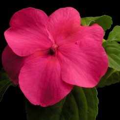 Баланс F1 розовый (rose) семена бальзамина (Hem Genetics)