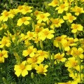 Бархатцы раскидистые низкие желтые (yellow) семена (Moravoseed)