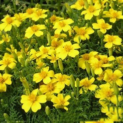 Бархатцы раскидистые низкие желтые (yellow) семена (Moravoseed)