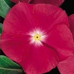 Барокко Cherry семян барвинка (Kitano Seeds)