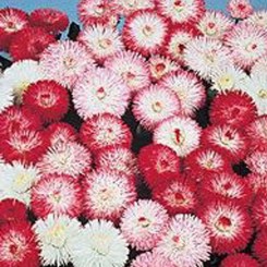 Баронет Mix (смесь) семян маргаритки (Kitano Seeds)