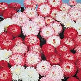 Баронет Mix (суміш) насіння маргаритки (Kitano Seeds)