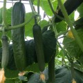 Базис F1 семена огурца партенокарпического (Lark Seeds)