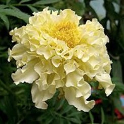 Белый Килиманджаро семена бархатцев (Hem Zaden)