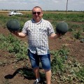 Блэки F1 (Блейк F1) семена арбуза раннего (LibraSeeds)