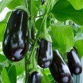 Блэк Перл F1 Organic семян баклажана (Enza Zaden/Vitalis)