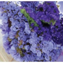 Блю Айс семена статики (GL Seeds)