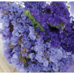 Блю Айс семена статики (GL Seeds)
