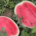 Бомбер F1 (Bomber F1) семена арбуза (Cora Seeds)