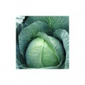 Брауншвайгер семян капусты белокочанной (Hortus)