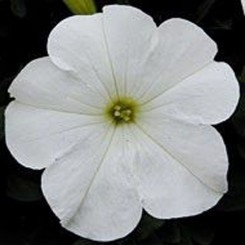 Бриз Уайт (White) семена петунии ампельной (Kitano Seeds)