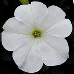 Бриз Вайт (White) насіння петунії ампельної (Kitano Seeds)