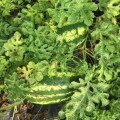 Бьютифул F1 семена арбуза (Lark Seeds)