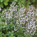 Тимьян (Чебрец) ползучий семена (Hem Zaden)