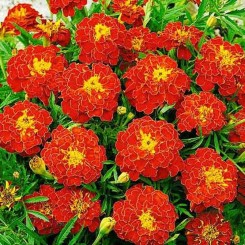 Черри Леди семена бархатцев (GL Seeds)