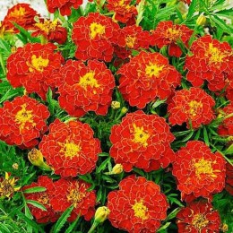 Черри Леди семена бархатцев (GL Seeds)