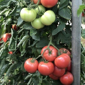Эспада F1 ЦРХ 78951 F1 (CRX 78951 F1) семена помидора индетерминантного (Cora Seeds)