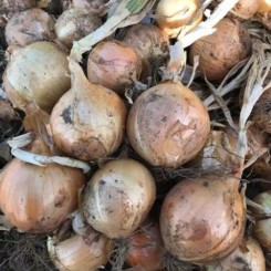 CRX 2301 F1 семена лука репчатого озимого (Cora Seeds)