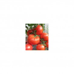 CRX 78503 F1 семена помидора индетерминантного (Cora Seeds)