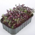 Дайкон Санго семена микрозеленые (Agrocity)