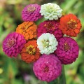 Дейлиа Микс (mix) семян циннии (Floragran)