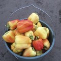Бриллиант F1 семян перца сладкого (Spark Seeds)