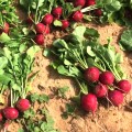 Диего F1 (2,8-3,0 мм) семена редиса (Hazera)