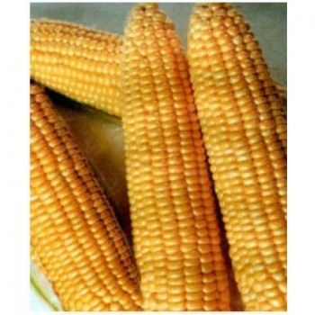 Танем F1 (Димакс F1) семян кукурузы сладкой Se (May Seeds)