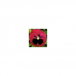 Династия Rose Blotch семян фиалки (Kitano Seeds)