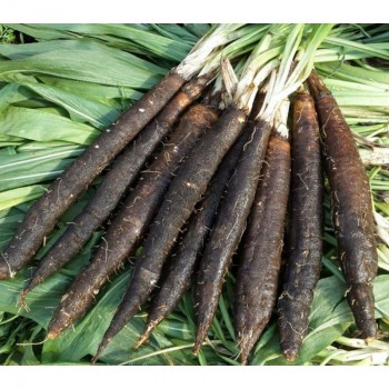 Дуплекс семян скорцонеры (черный корень) (GL Seeds)