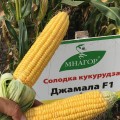 Джамала F1 семена кукурузы суперсладкой Sh2 (Мнагор)