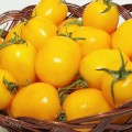 Елоу Рівер F1 насіння помідора детермінантного (United Genetics)