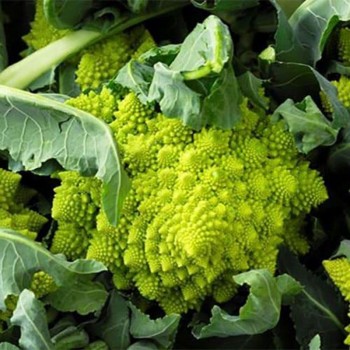 Романеско эрли семян капусты цветной (Hortus)