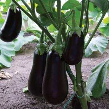 ЕС 3592 F1 (ES 3592 F1) семена баклажана раннего (Ergon seeds)