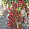 ЕС 5005-270 F1 (ES 5005-270 F1) семена помидора черри индетерминантного (Ergon seeds)