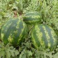 ES 75077 F1 семена арбуза среднего (Ergon seeds)