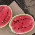 ES 75077 F1 семена арбуза среднего (Ergon seeds)