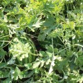 ES 75077 F1 семена арбуза среднего (Ergon seeds)