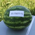 ES 75077 F1 семена арбуза среднего (Ergon seeds)