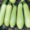 ЕС 38 F1 семена кабачка (LibraSeeds)