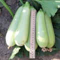 ЕС 38 F1 семена кабачка (LibraSeeds)