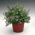 Филигри семян колокольчика (Syngenta)
