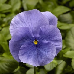 Фино F1 голубая (Blue) семена виолы (Syngenta)