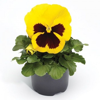 Фино F1 желтая с ячейкой (Yellow With Blotch) семена виолы (Syngenta)