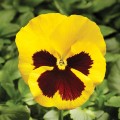 Фино F1 желтая с ячейкой (Yellow With Blotch) семена виолы (Syngenta)
