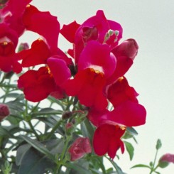 Флорал Шоуэр F1 purple семена антирринума карликового однолетнего. до 20 см (Sakata)