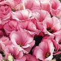 Флорида F1 розовая (pink) семена эустомы (Pan American)