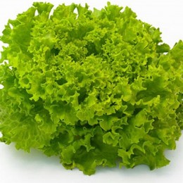 Фрисол семена салата тип Батавия (Syngenta)