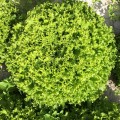 Фрисол семена салата тип Батавия (Syngenta)