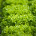 Фрисол семена салата тип Батавия (Syngenta)
